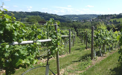 Vineyard south of Woodchester